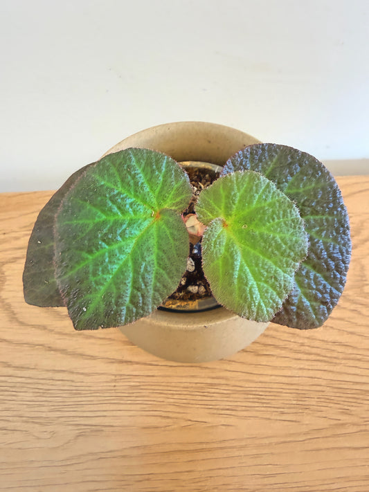 Begonia Manaus