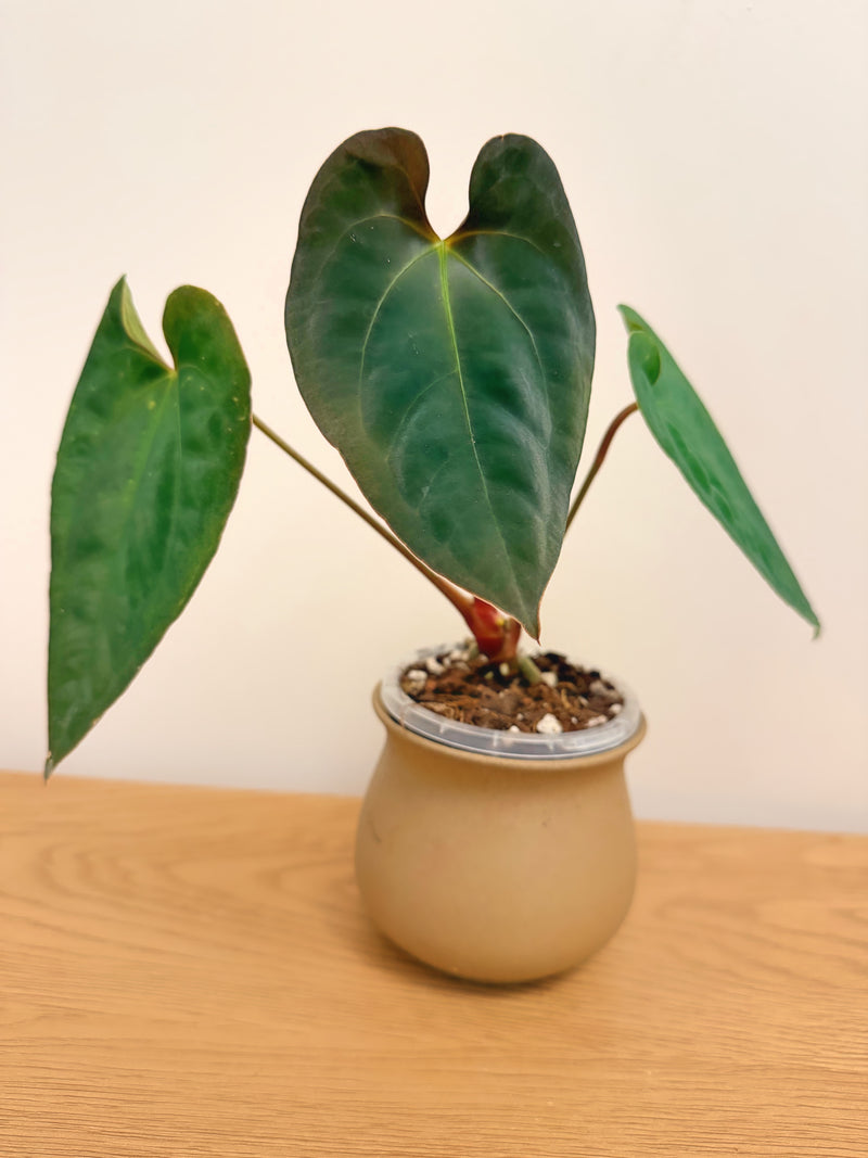 Anthurium Papillilaminum X (A)