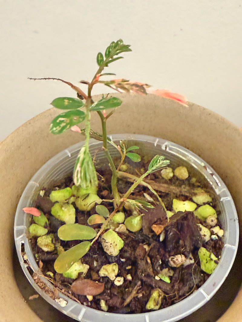 Phyllanthus Uriana Pink