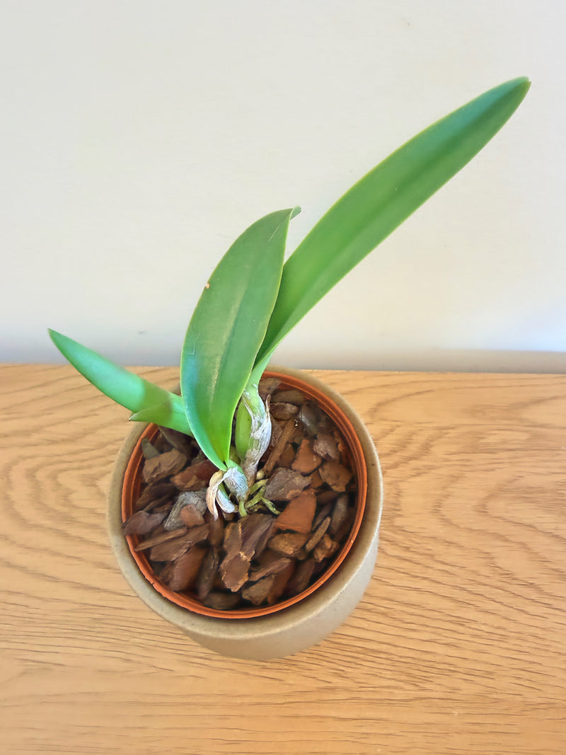 Lc Mari’s Magic ‘H and R’ x Slc. Angel’s Fantasy ‘Solar Flair’ FCC/AOS