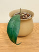Hoya Clemensiorum (B)