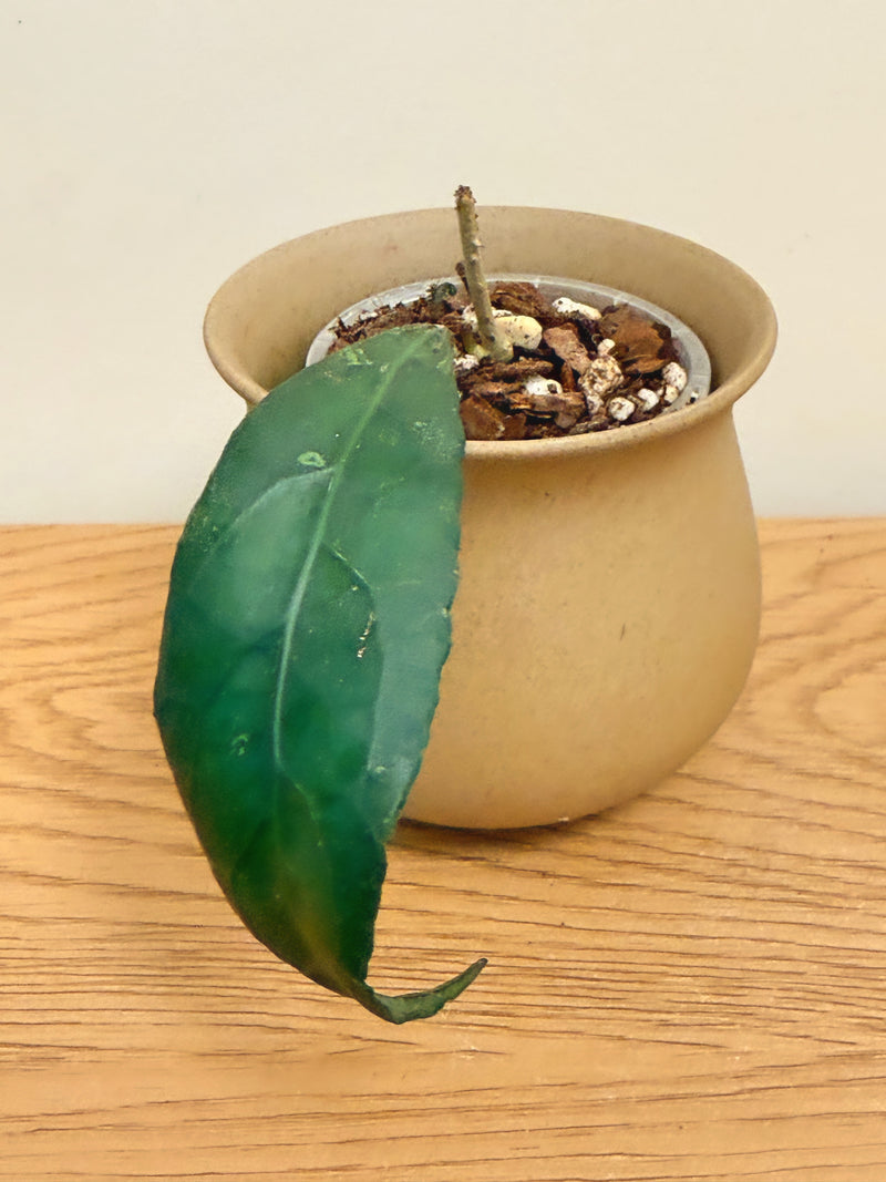 Hoya Clemensiorum (B)