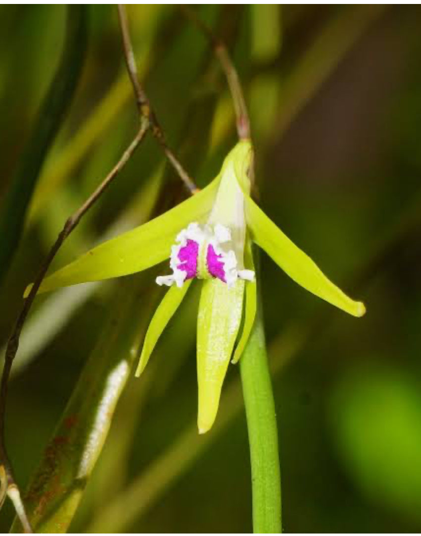 Dendrobium Pugioniforme