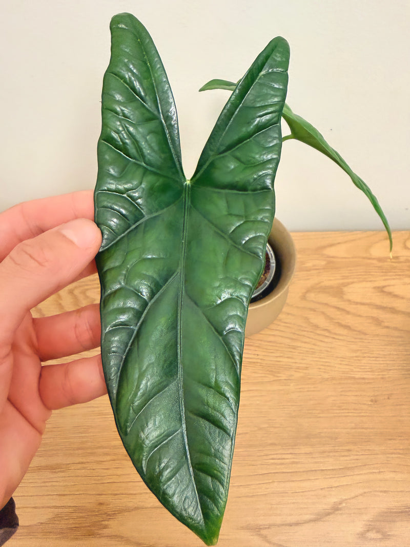 Alocasia Simpo