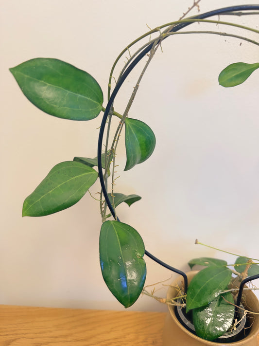 Hoya Paushirleyi (flowering)