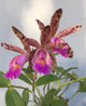 Cattleya Quinquecolor