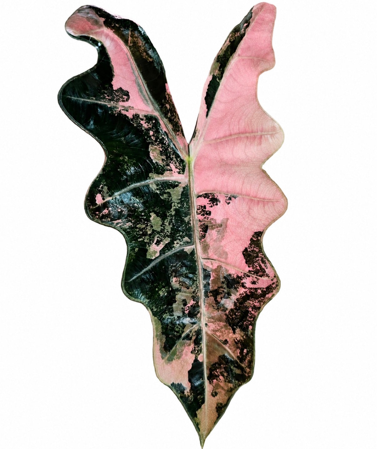 Alocasia Pseudo Sanderiana Pink