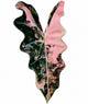 Alocasia Pseudo Sanderiana Pink