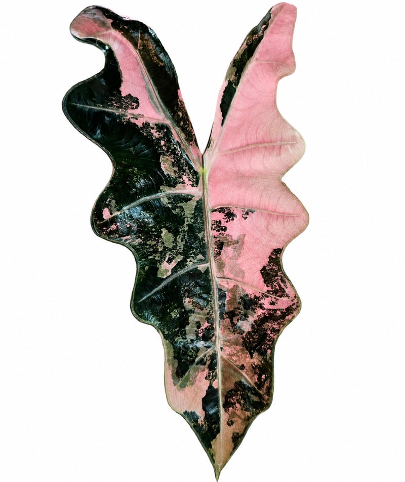 Alocasia Pseudo Sanderiana Pink