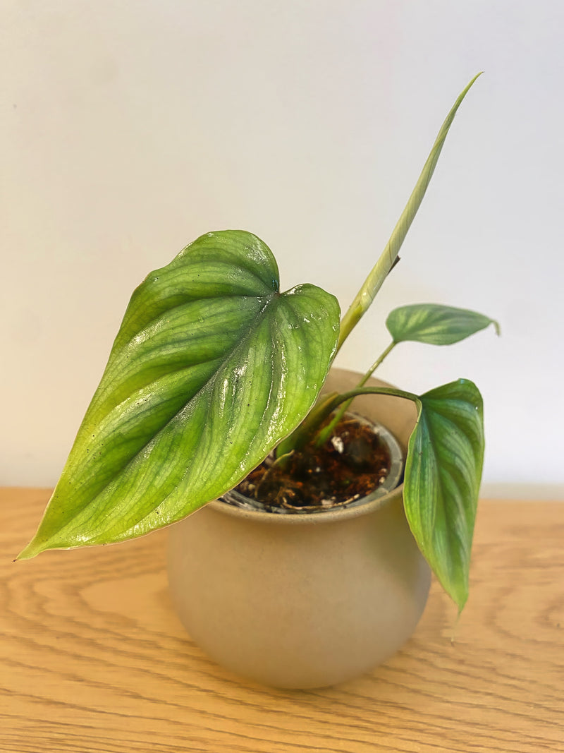 Philodendron Plowmanii