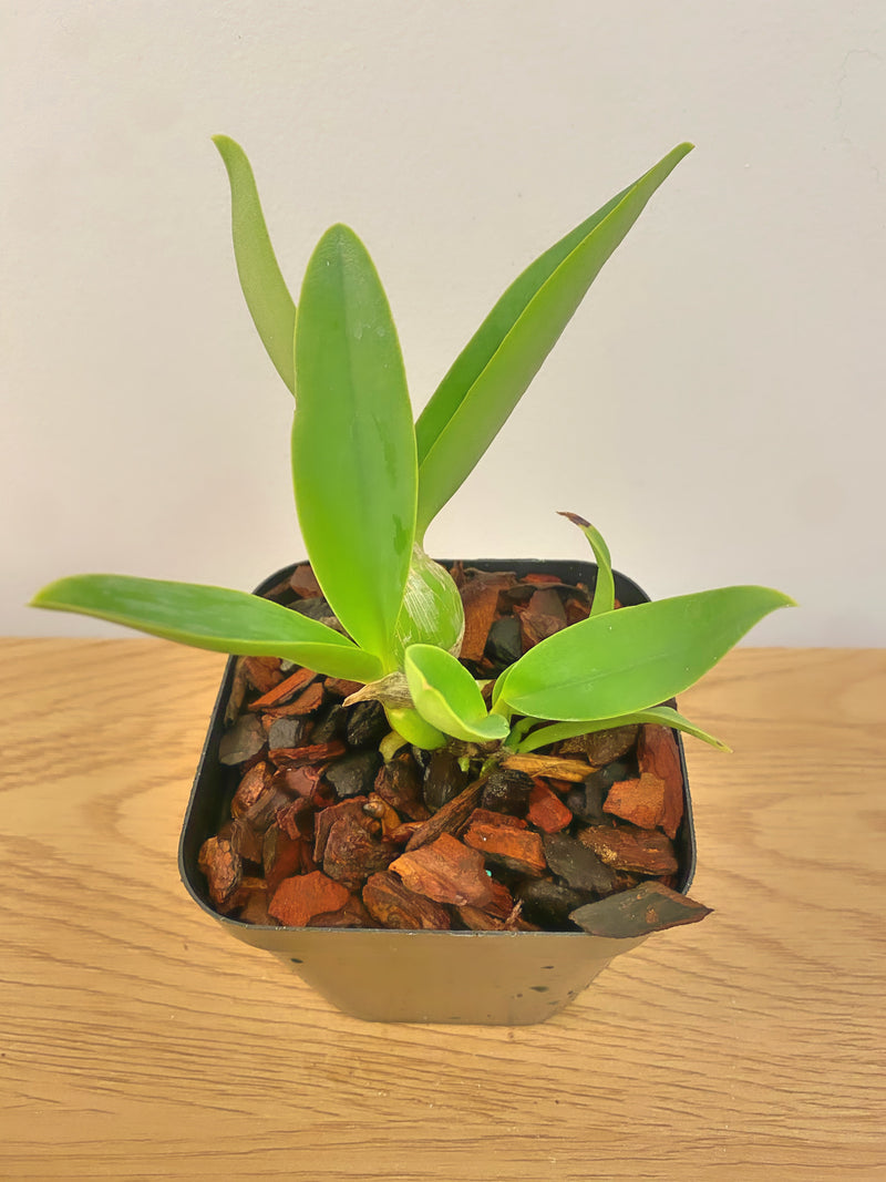 Lc Moonlight Dream ‘SVO Moonlight Kiss’ AM/AOS x Lc. Mini Purple f. Coerulea ‘H+R’ 4N