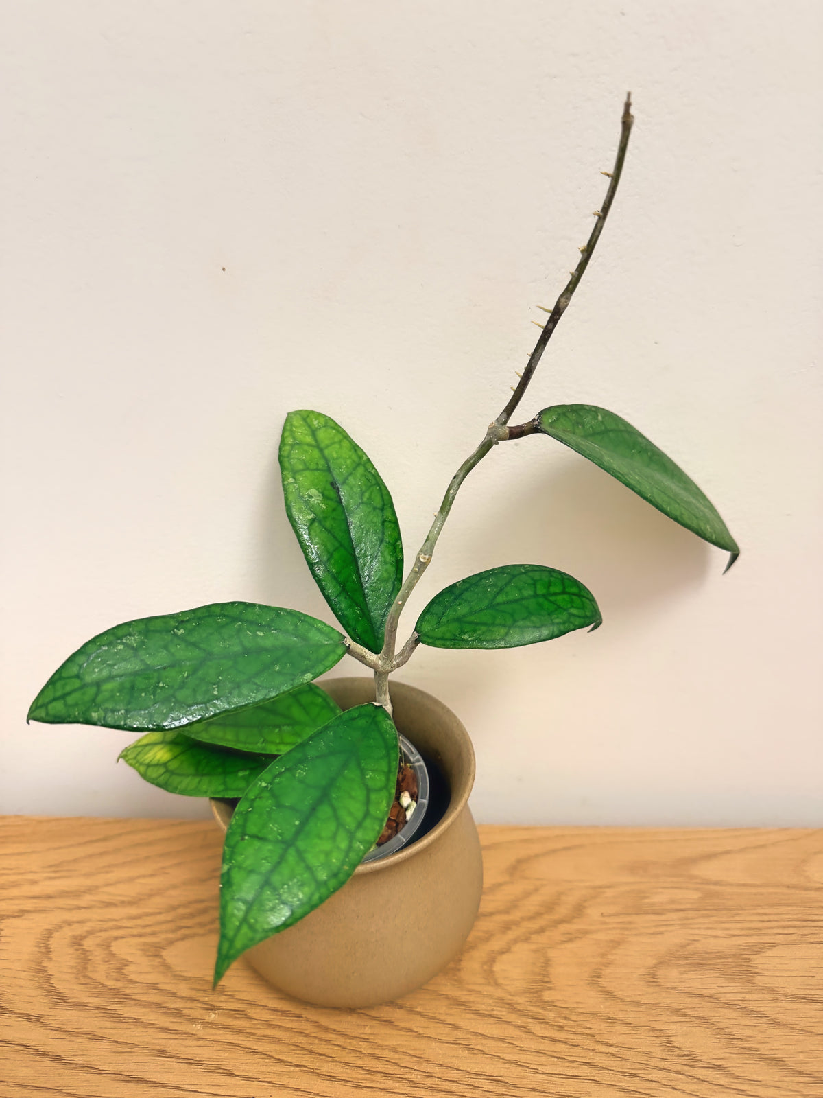Hoya Finlaysonii