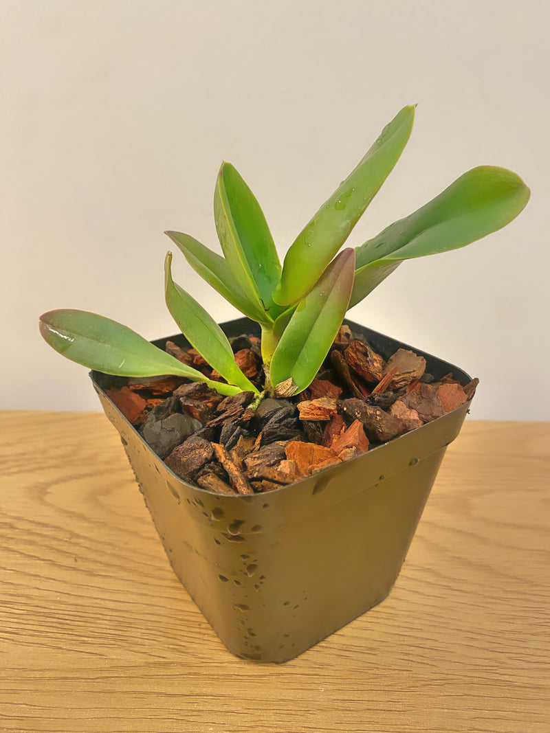 Rlc Chia Lin ‘New City’ x Taiwan Chief Wine ‘Van Gogh’