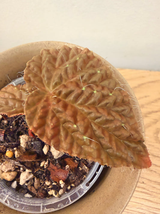 Begonia Longiciliata ‘Red’