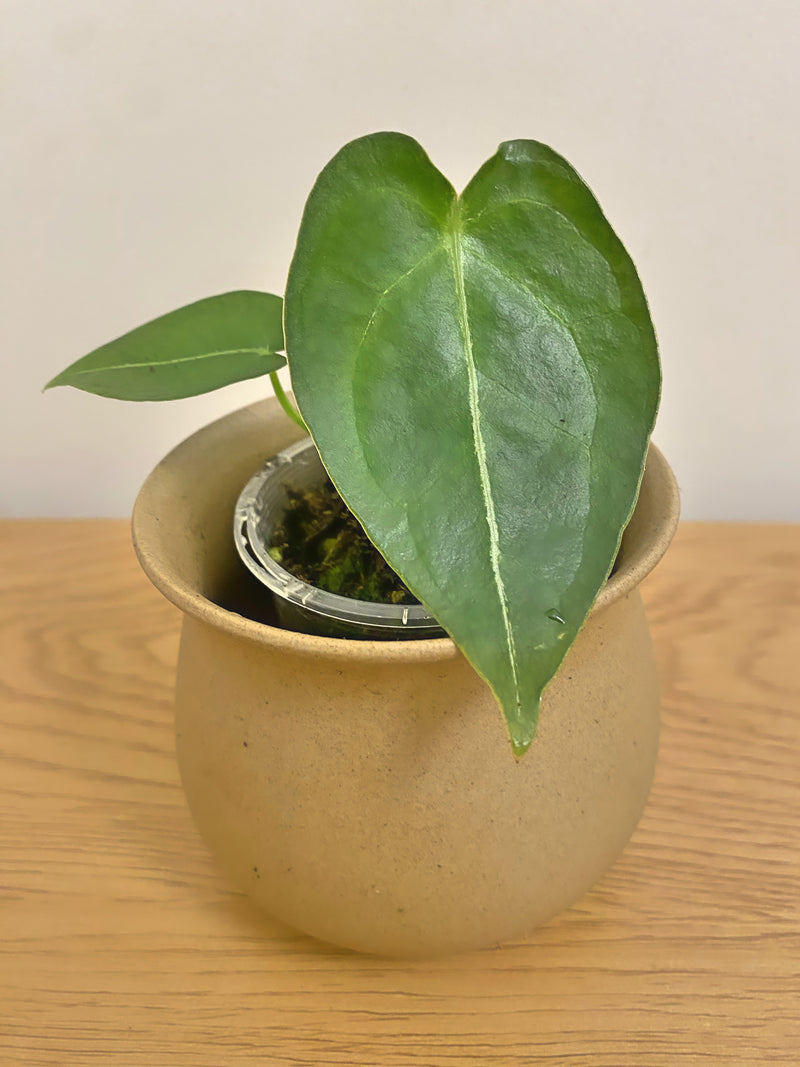 Anthurium Forgetii x Queen Of Hearts