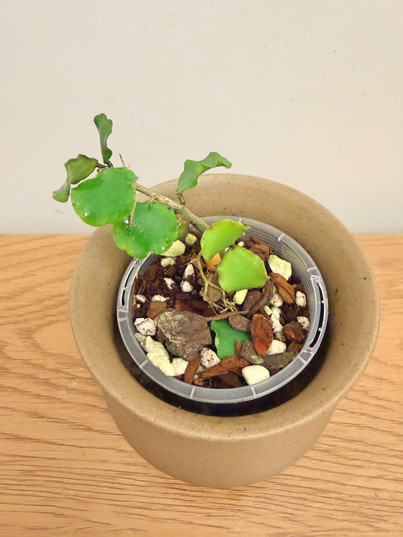 Hoya Kanyakumariana