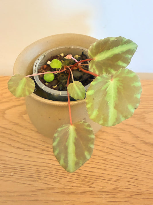 Begonia Cleopatrae