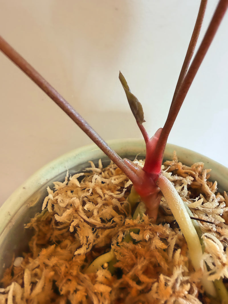 Anthurium AOS x (Fort Sherman x Dark Phoenix)