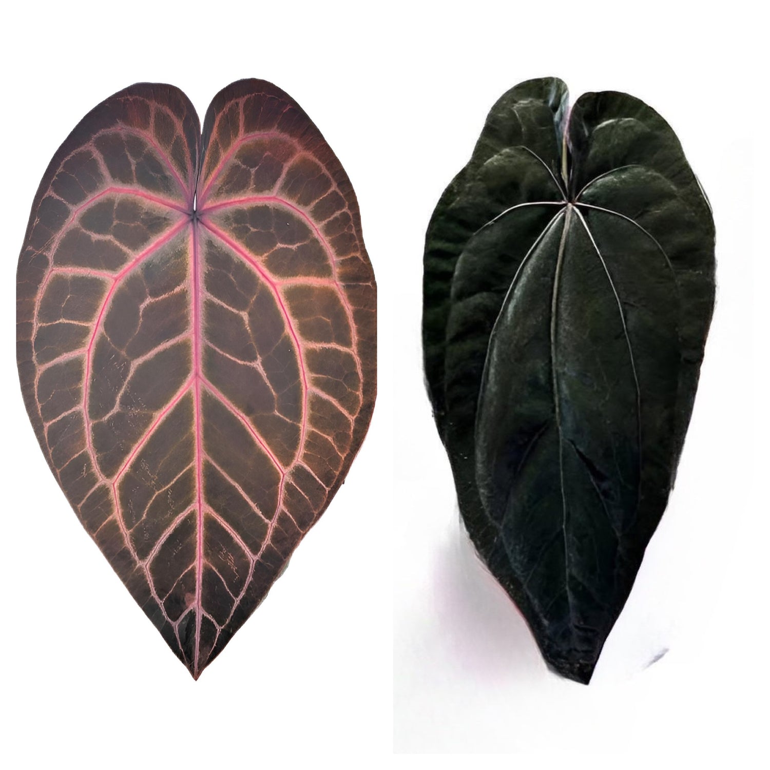 Anthurium Red Crystallinum x Dressleri