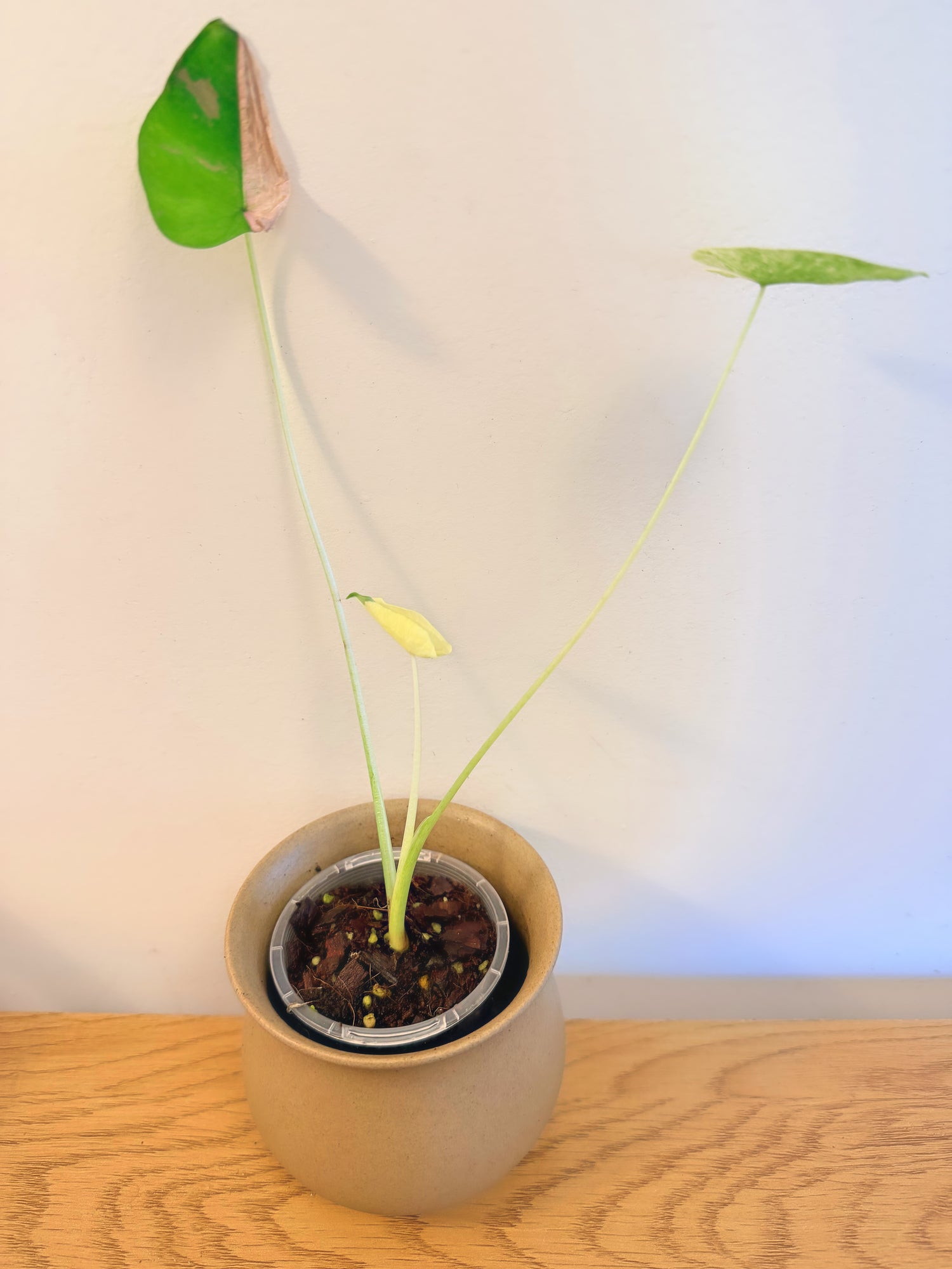 Colocasia Siam Ruby