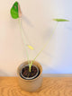 Colocasia Siam Ruby