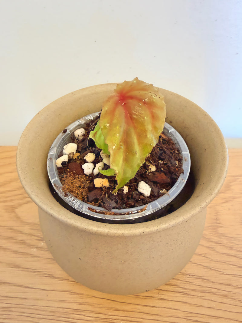 Begonia sp. Black Blood