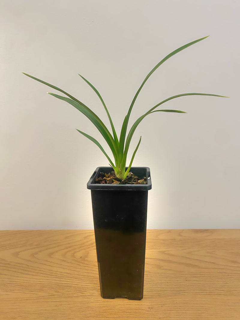 Cymbidium Clare Natasha x Cymbidium Canaliculatum #2