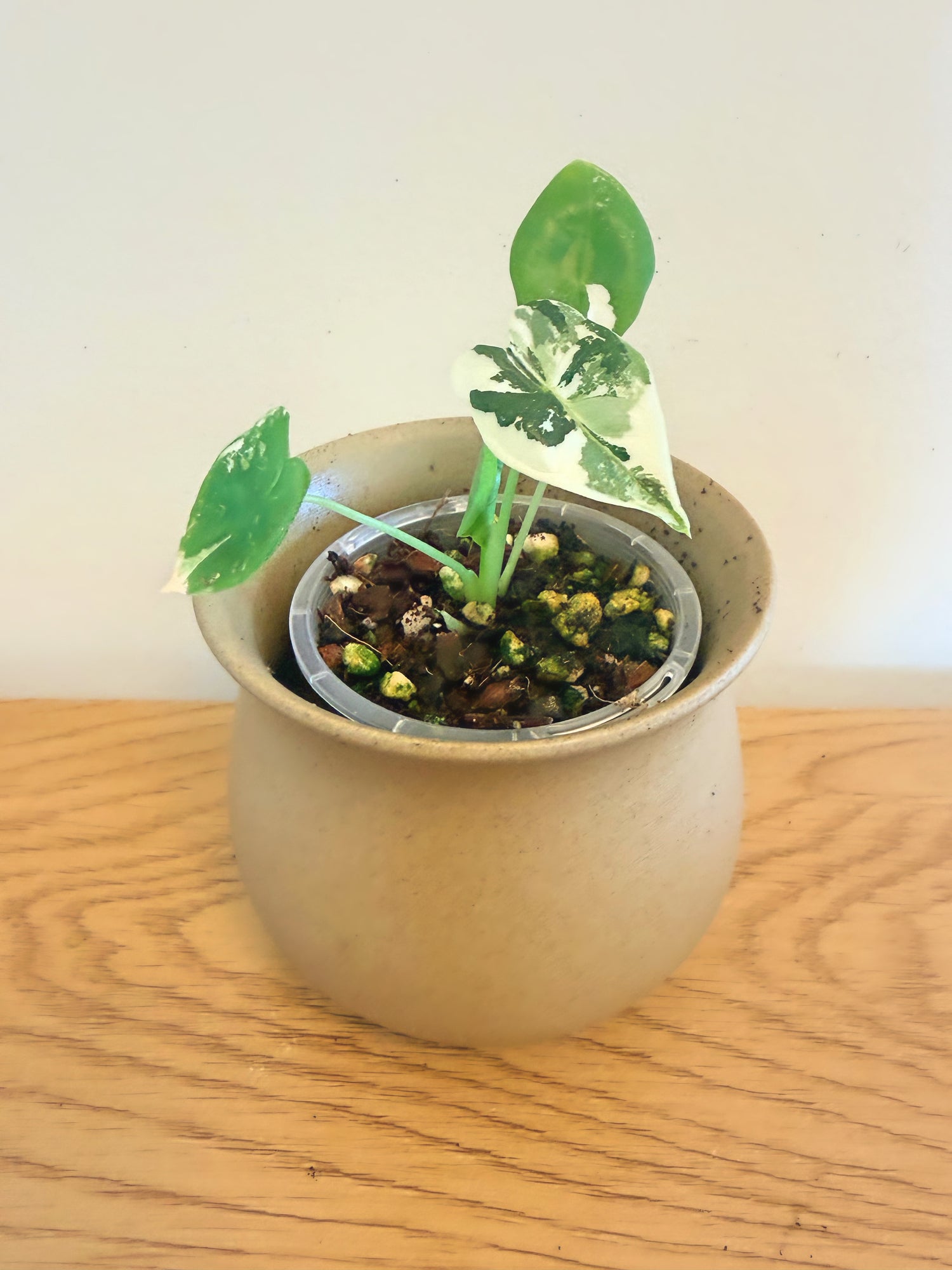 Alocasia Frydek Variegated