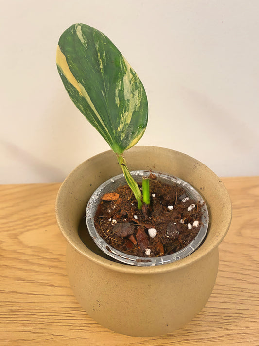 Monstera Peru Variegated (B)