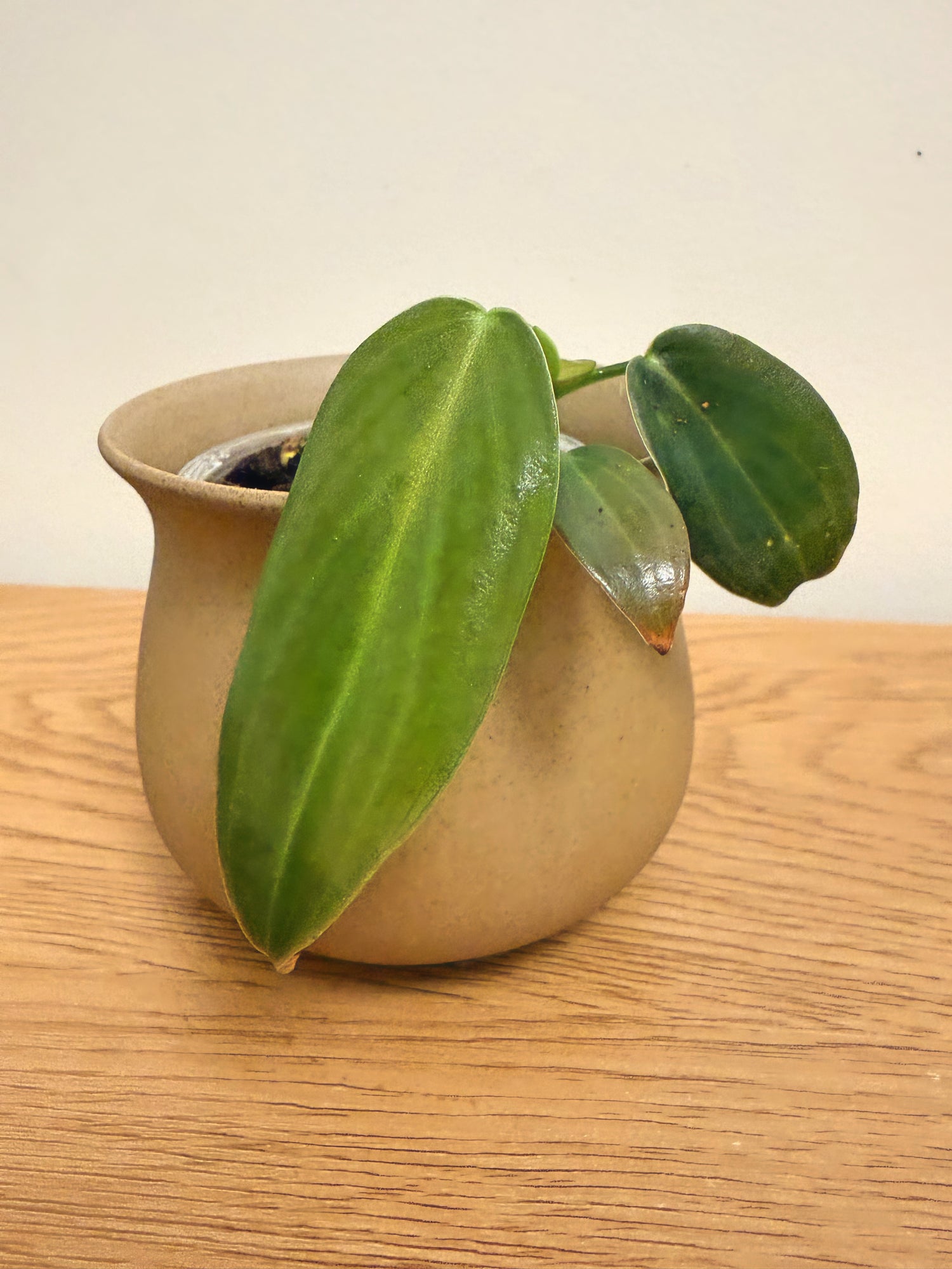 Philodendron Gigas