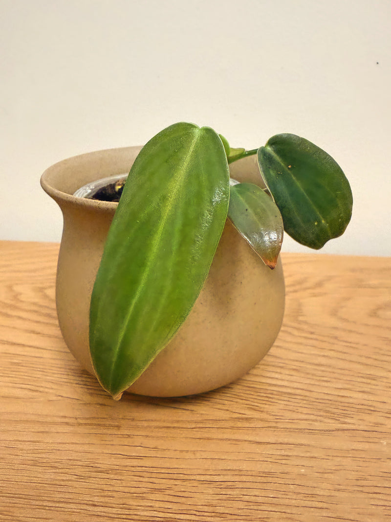 Philodendron Gigas