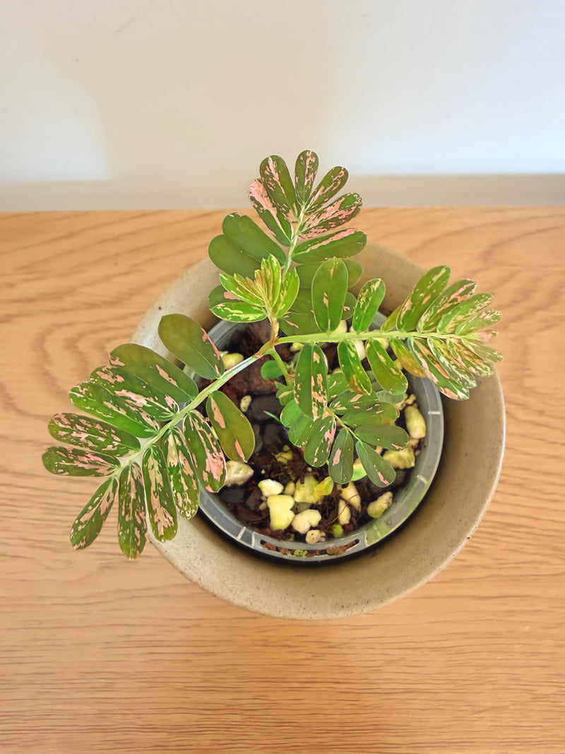 Phyllanthus Uriana Pink Variegated