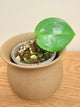 Hoya Parasitica Heartleaf Splash H328