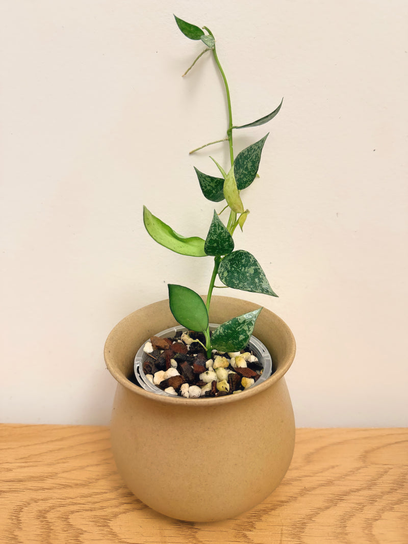 Hoya Lacunosa Louisa Splash