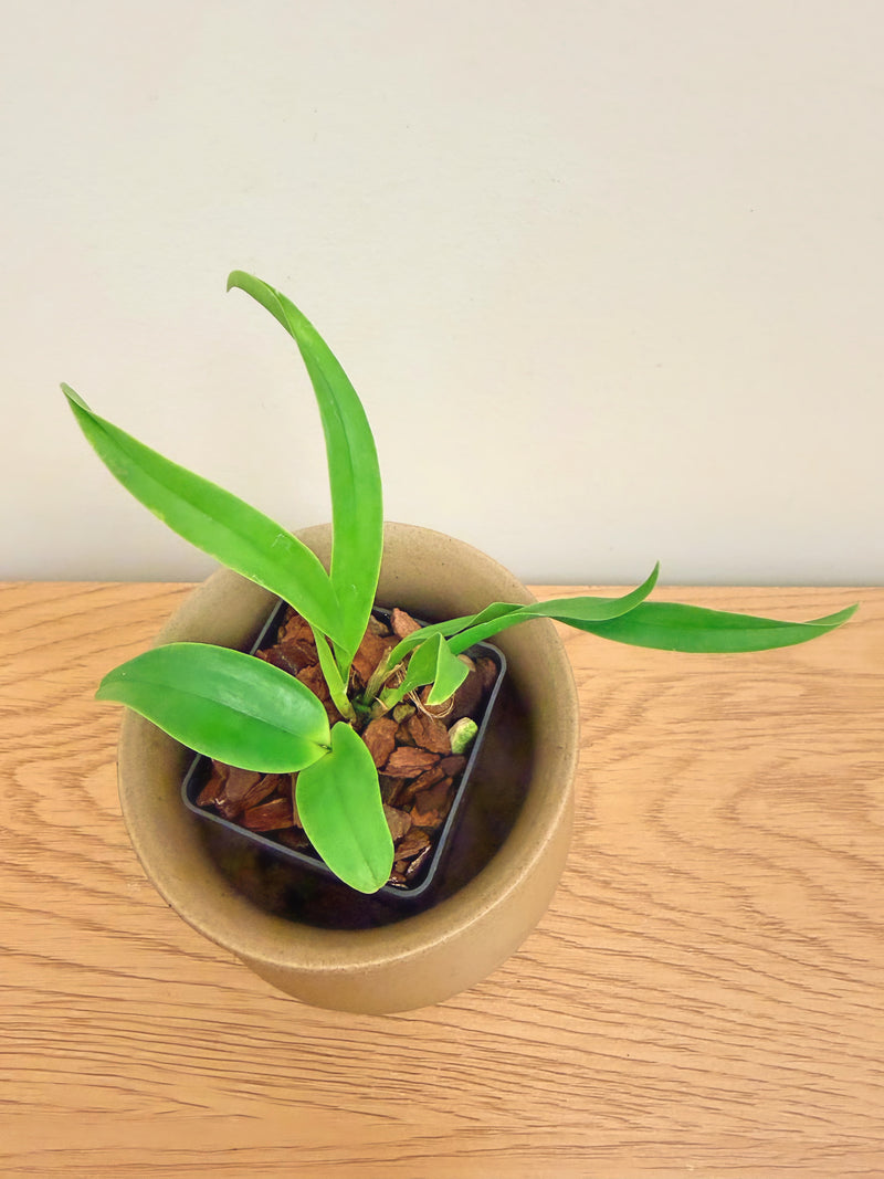 Ctyh. (Eplc) Mae Bly ‘Ching Hua Splash’ AM/AOS