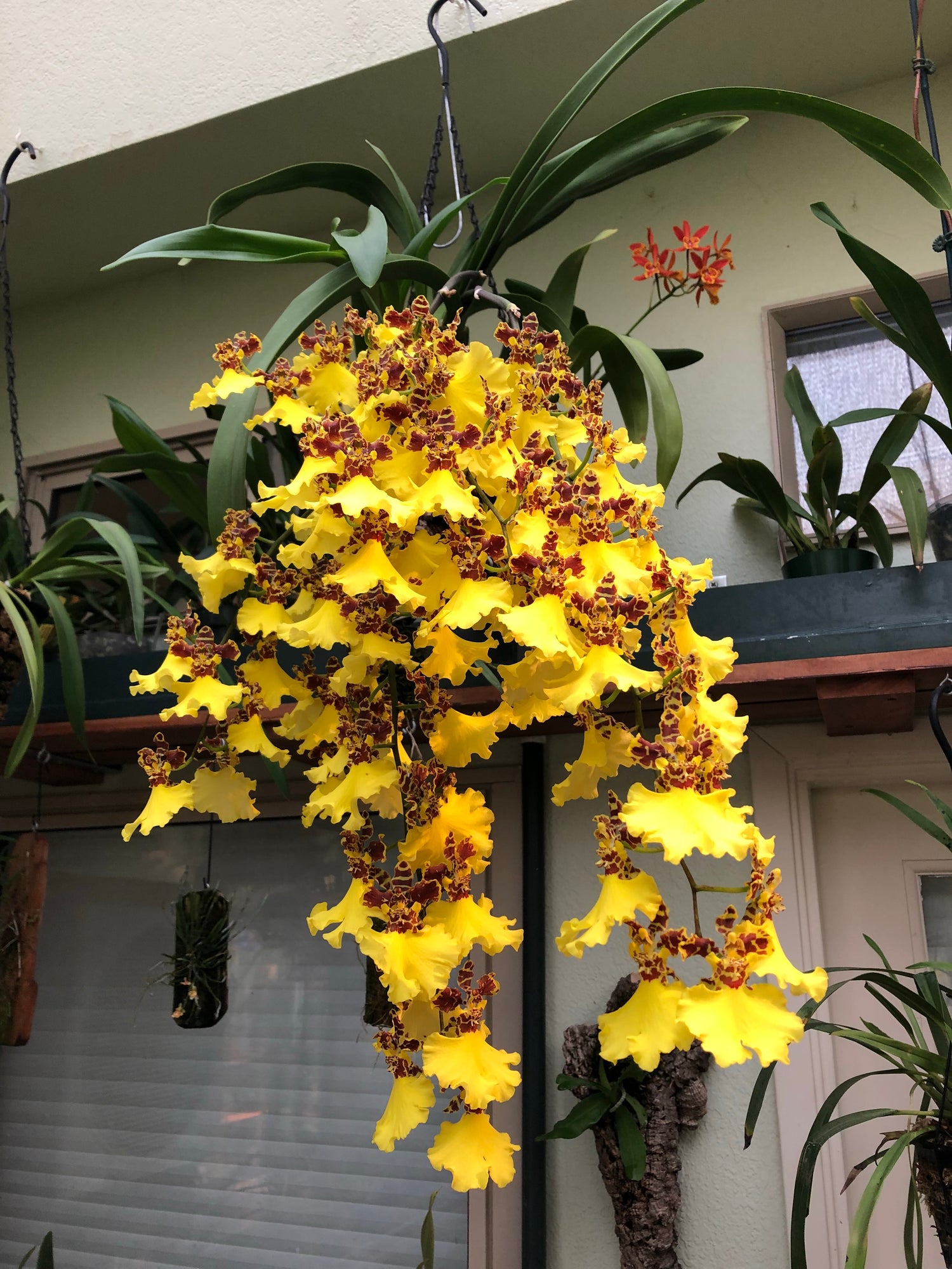 Oncidium Jiuhbao Gold ‘Tainan’ AM/AOS