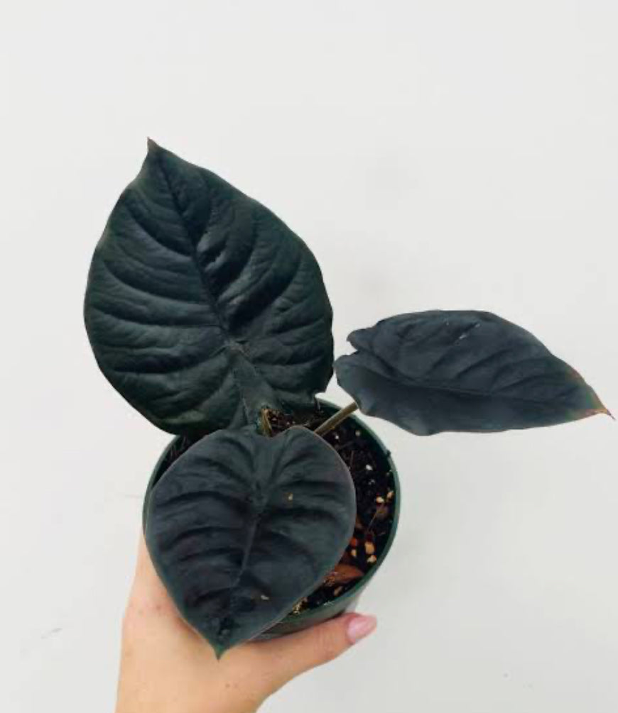 Alocasia Infernalis Flask (10 plants)