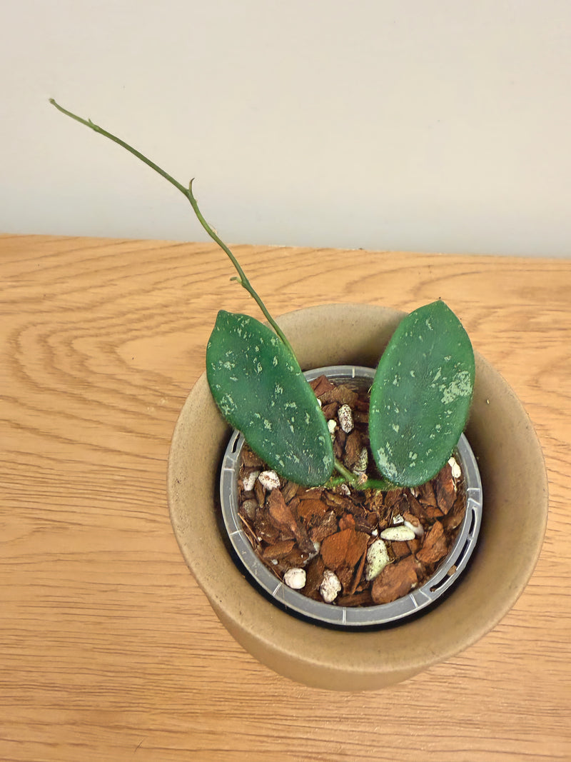 Hoya Thomsonii