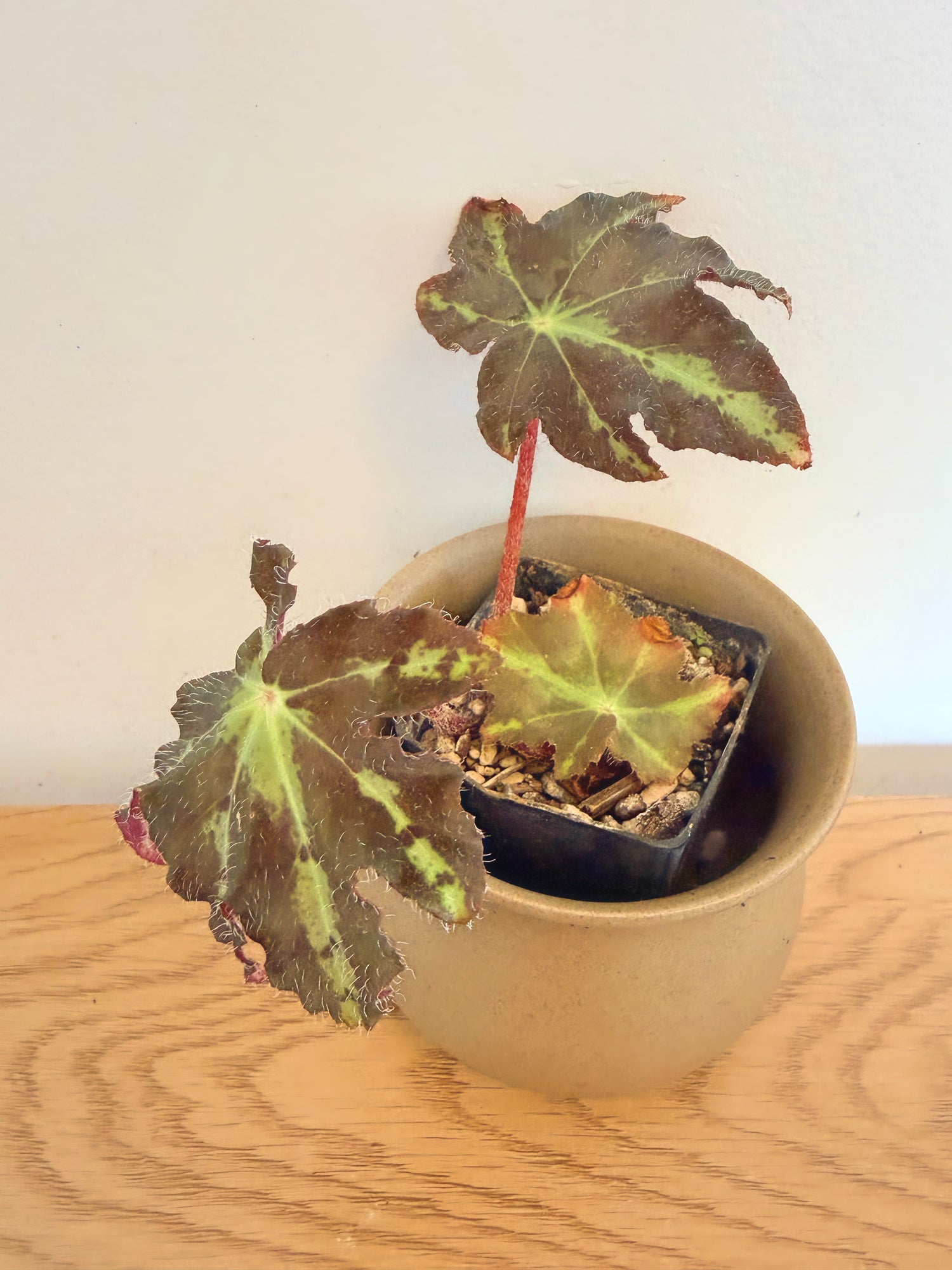 Begonia Heracleifolia Var. Nigricans