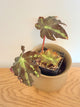 Begonia Heracleifolia Var. Nigricans