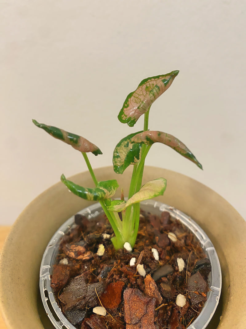 Syngonium Pink Rolli