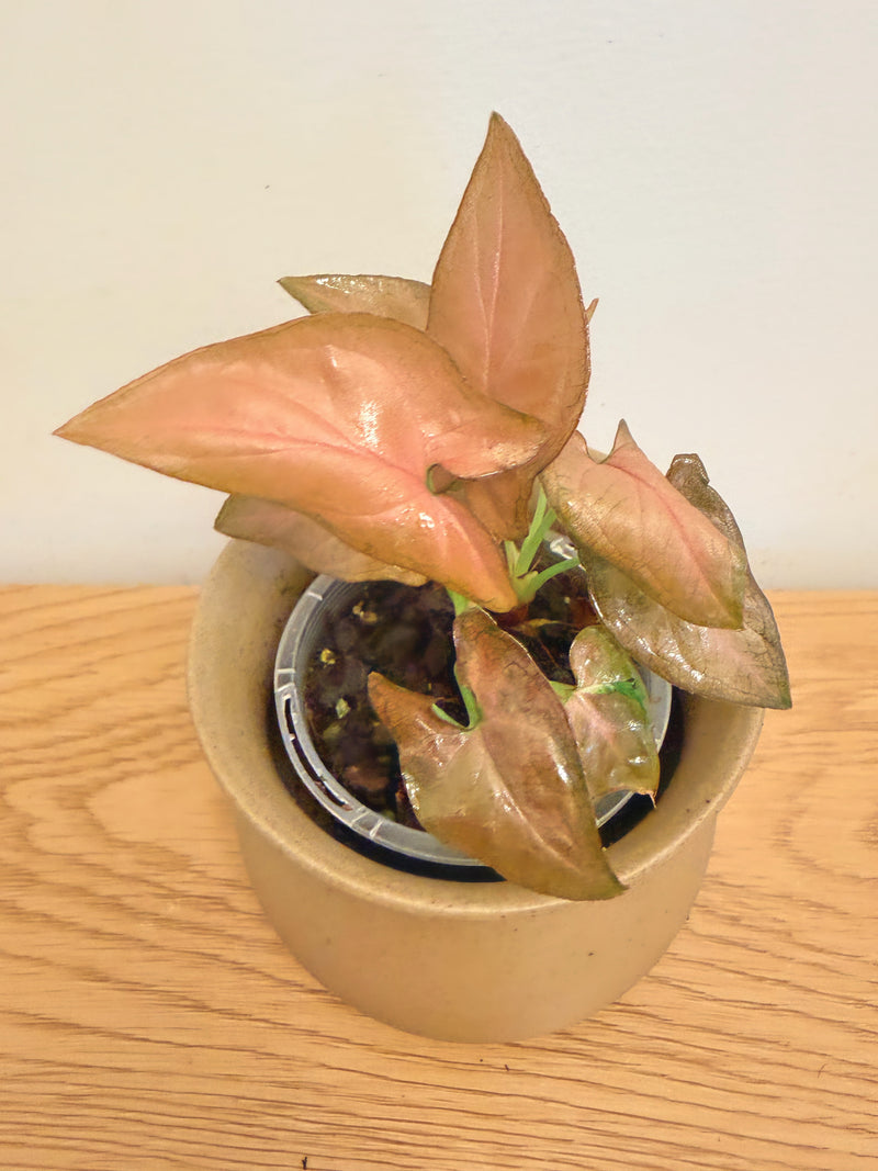 Syngonium Maya Red