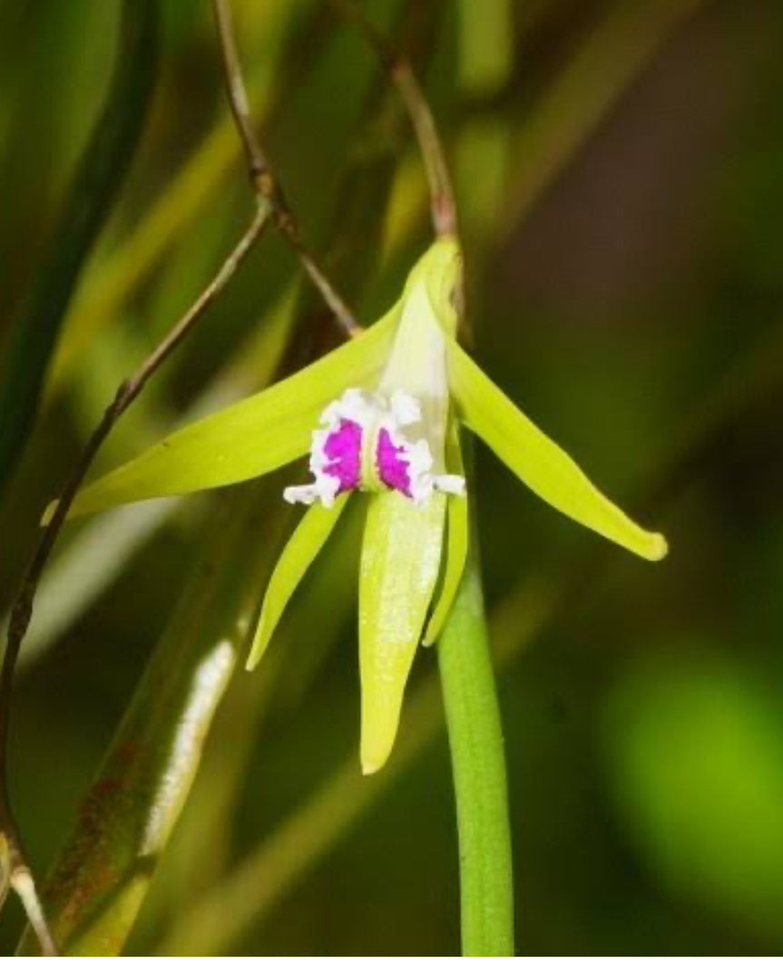 Dendrobium Pugioniforme