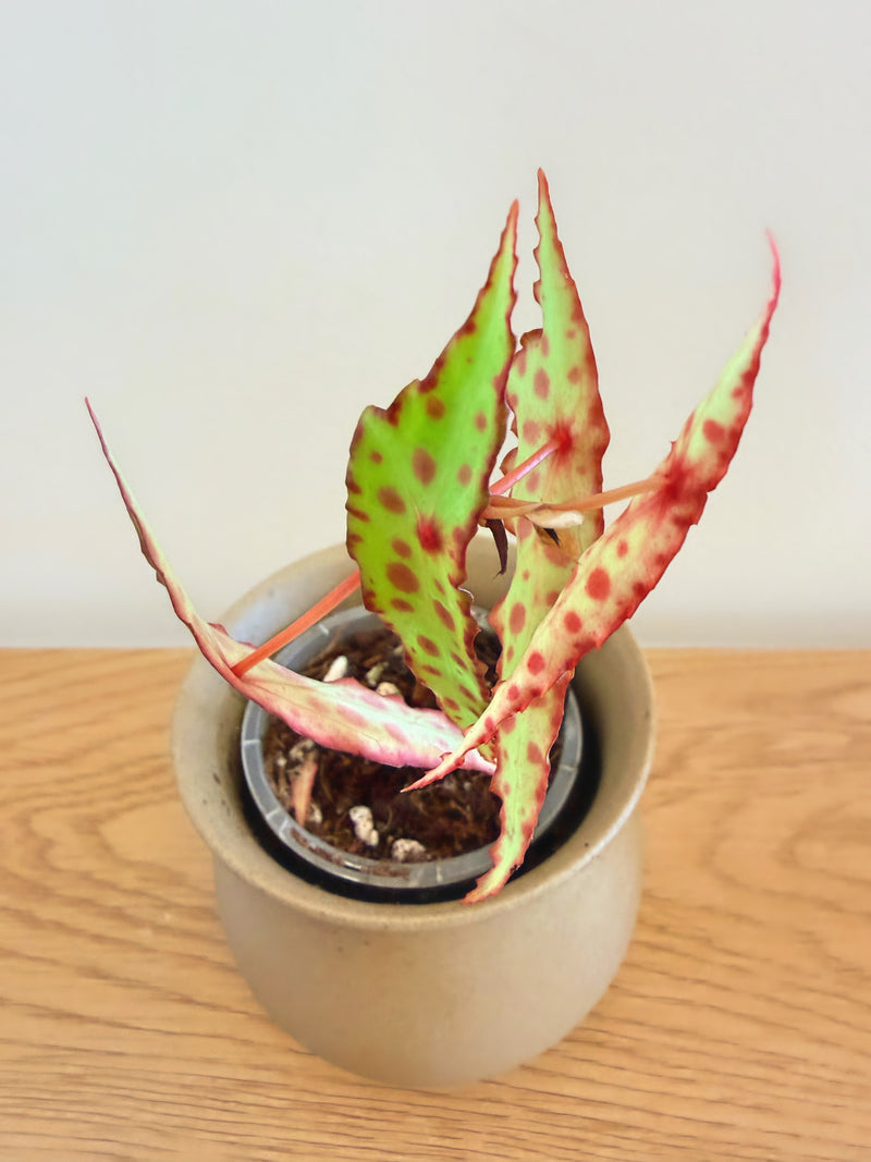 Begonia Amphioxus