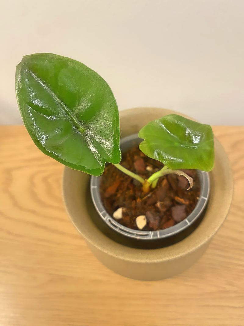 Alocasia Suhirmaniana Borneo