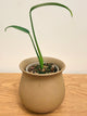 Monstera Burle Marx Flame