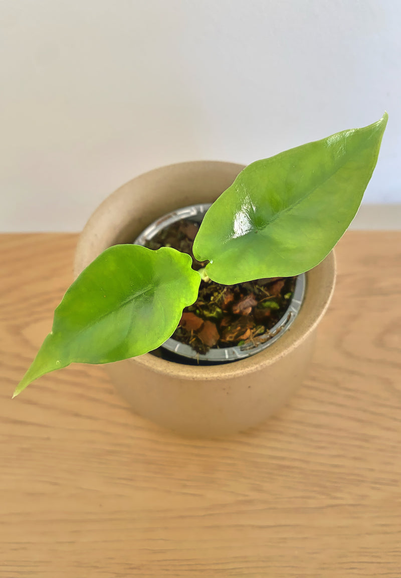 Alocasia Reversa Hannah