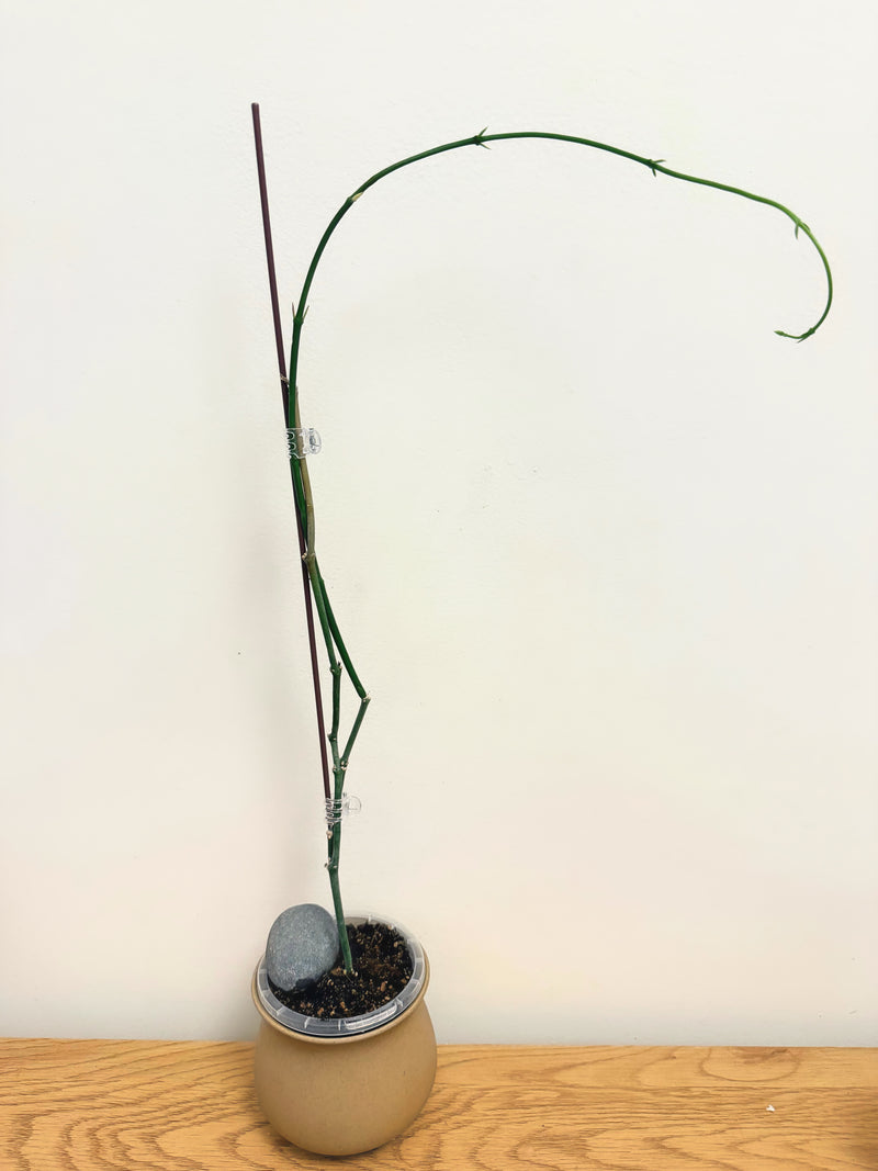 Ceropegia Ampliata (Condom Plant) (B)