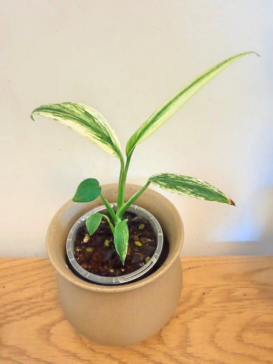 Epipremnum Amplissimum Silver Albo