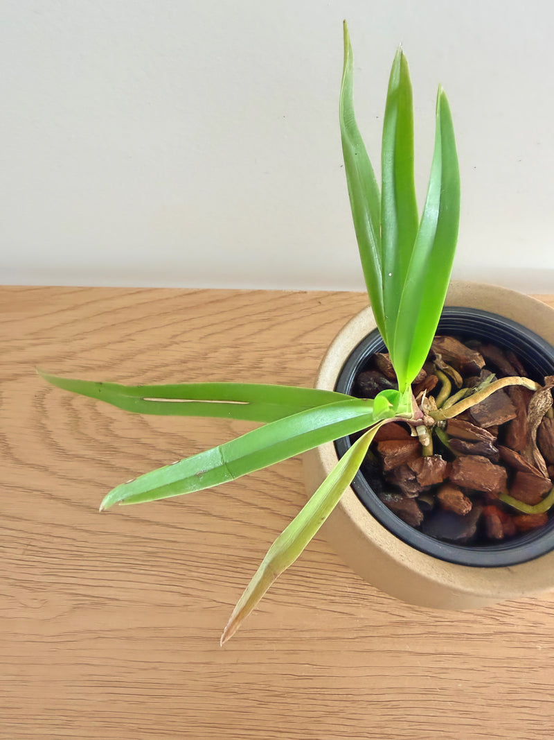 Neofinetia Falcata x Vanda Luzonica